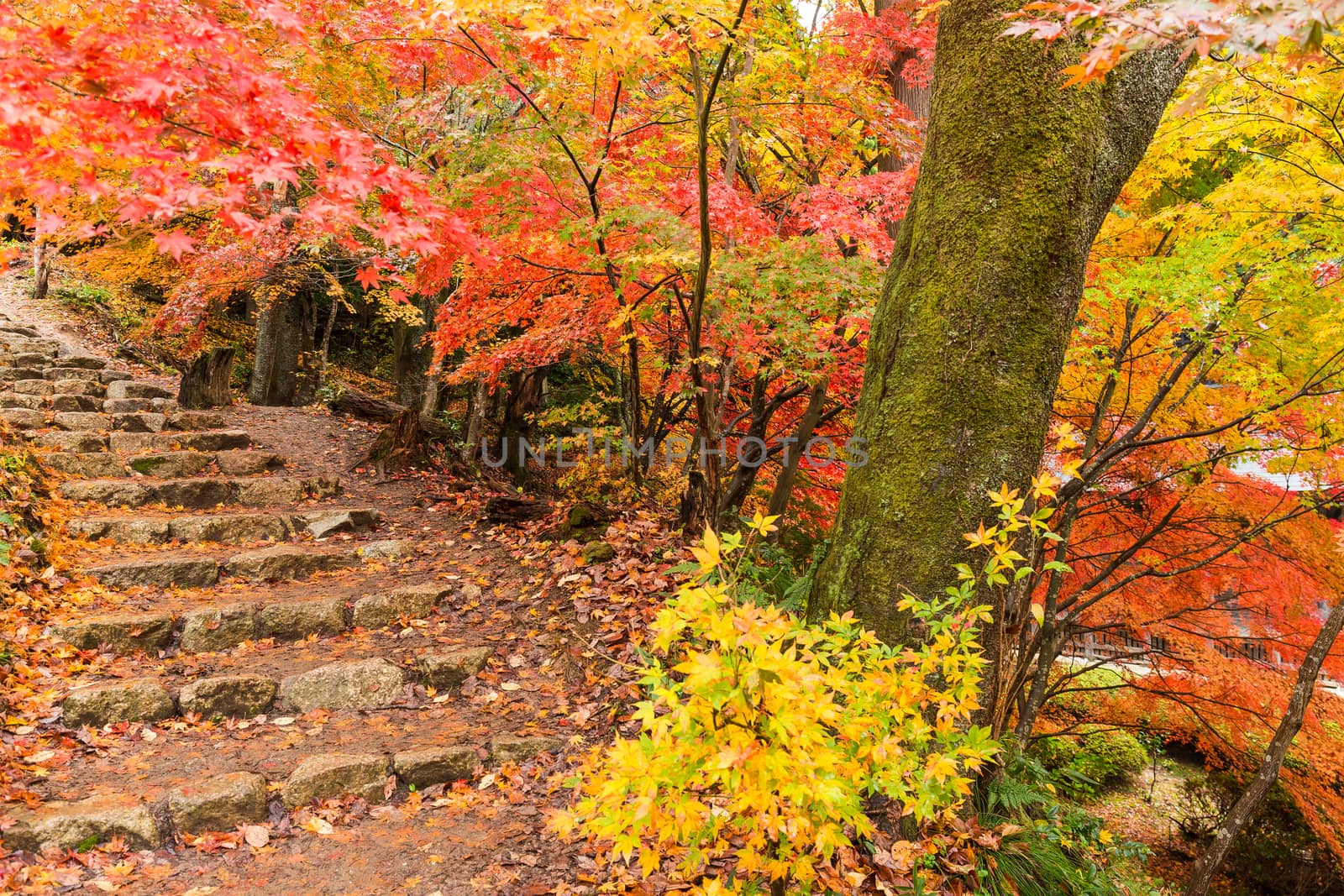 Autumn japanese park by leungchopan