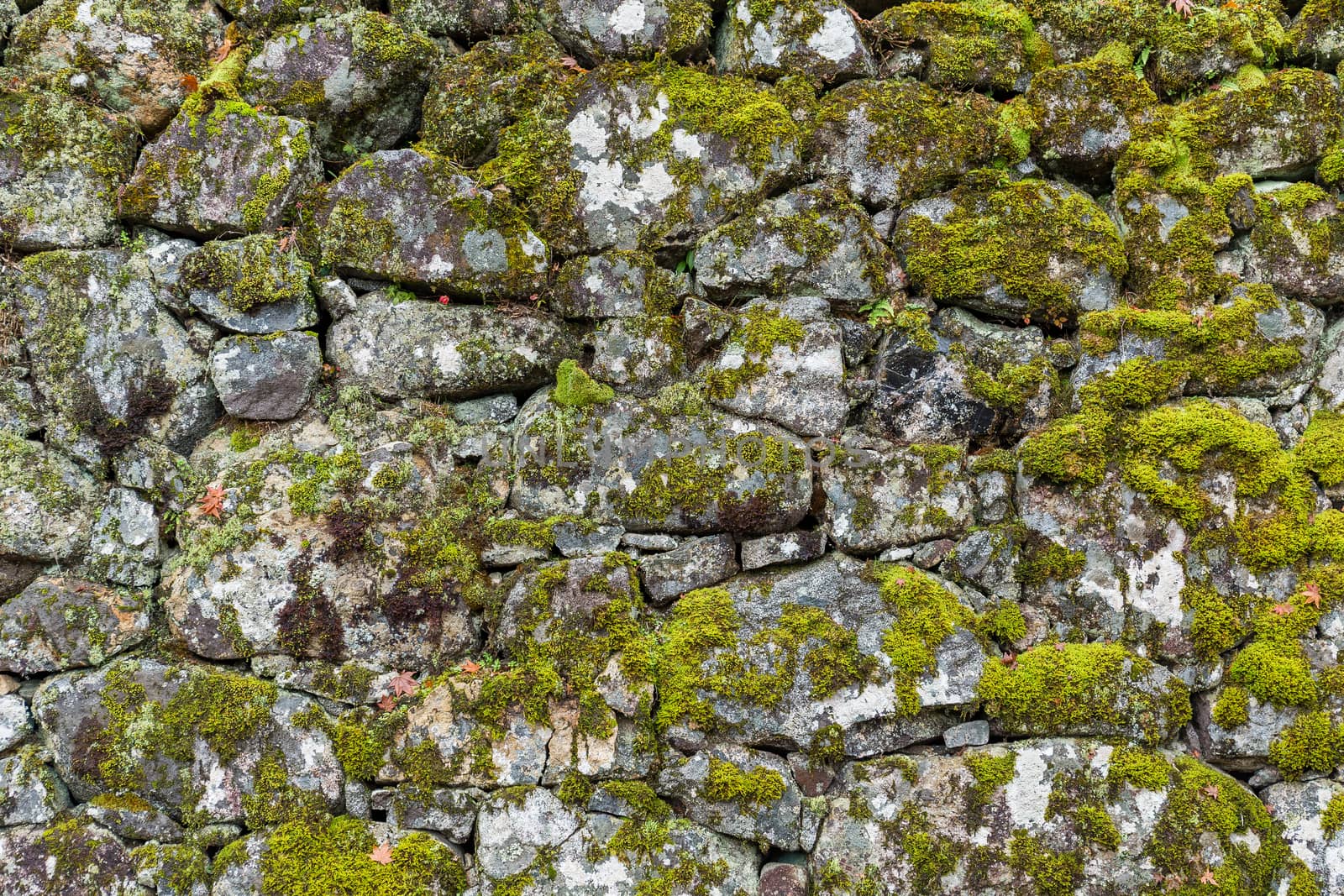 Brick wall texture with lichen