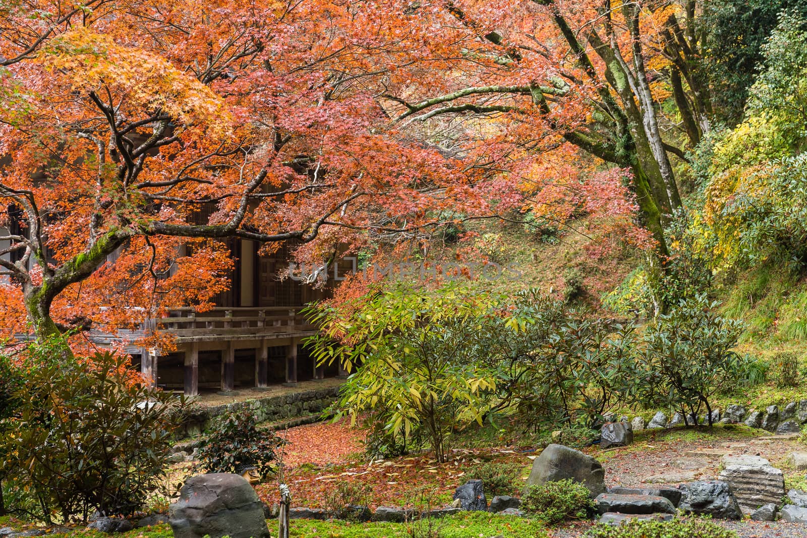 Beautiful Japanese garden in autumn