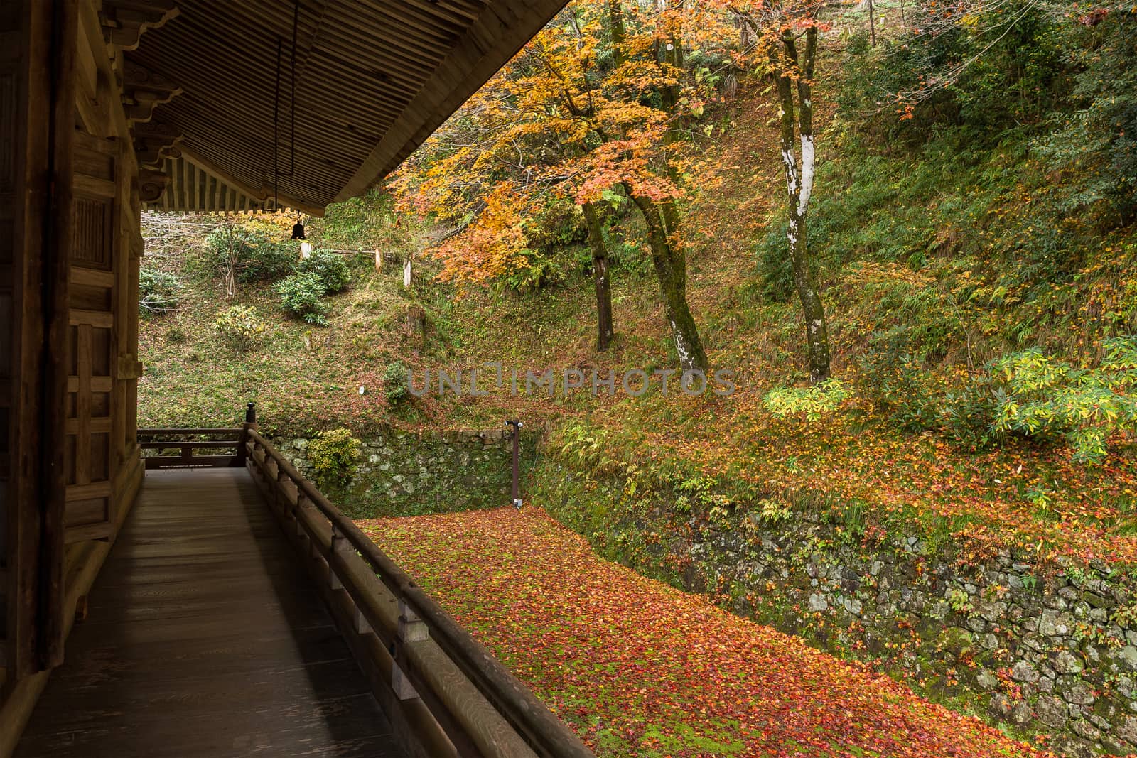 Japanese wooden temple in autumn season