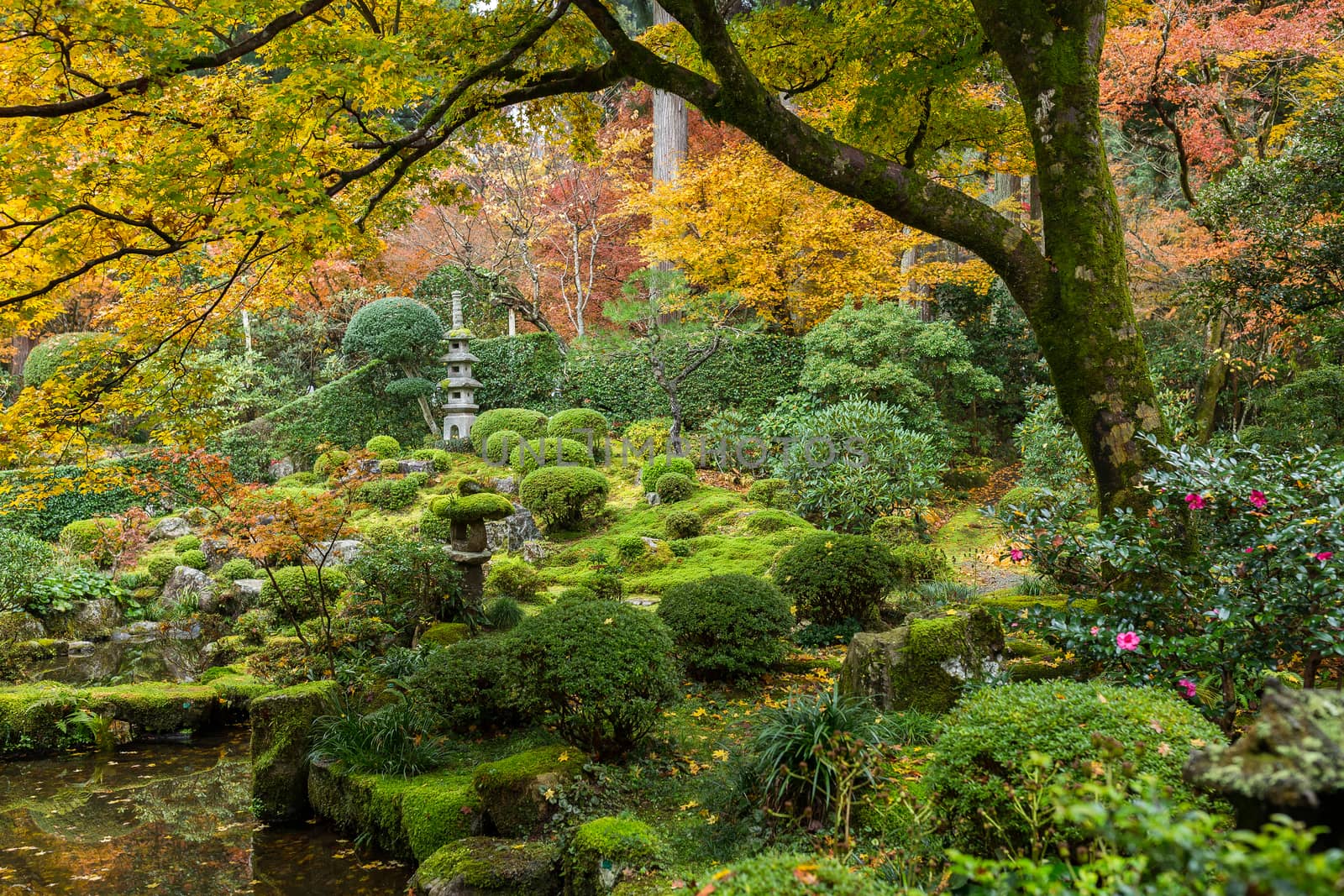 Japanese garden with autuman maple tree by leungchopan