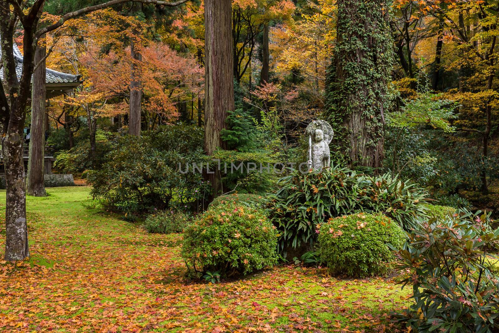 Beautiful Japanese garden with maple tree
