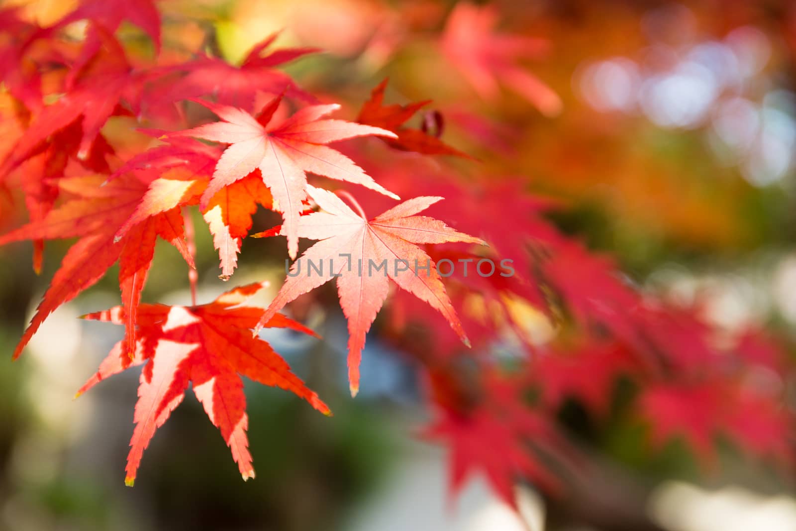 Red maple leaves by leungchopan