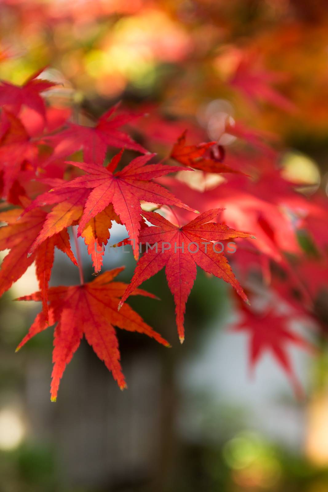 Maple tree in Fall by leungchopan