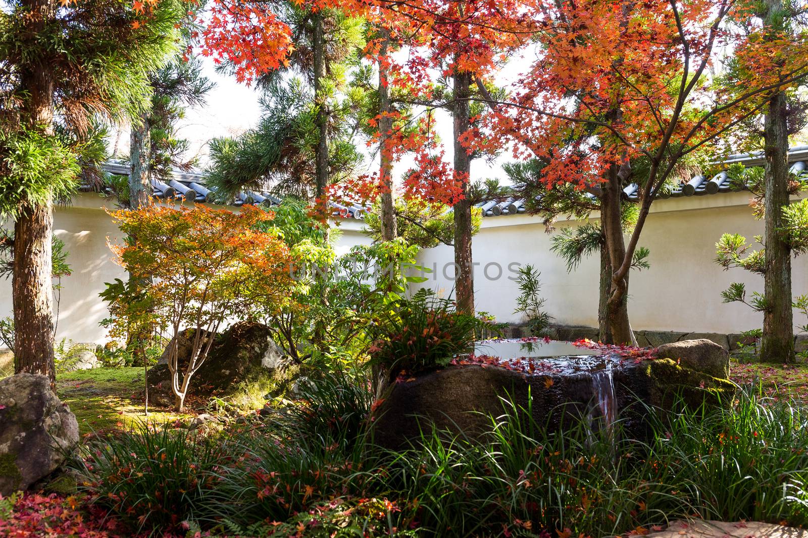 Traditional Kokoen Garden with maple tree