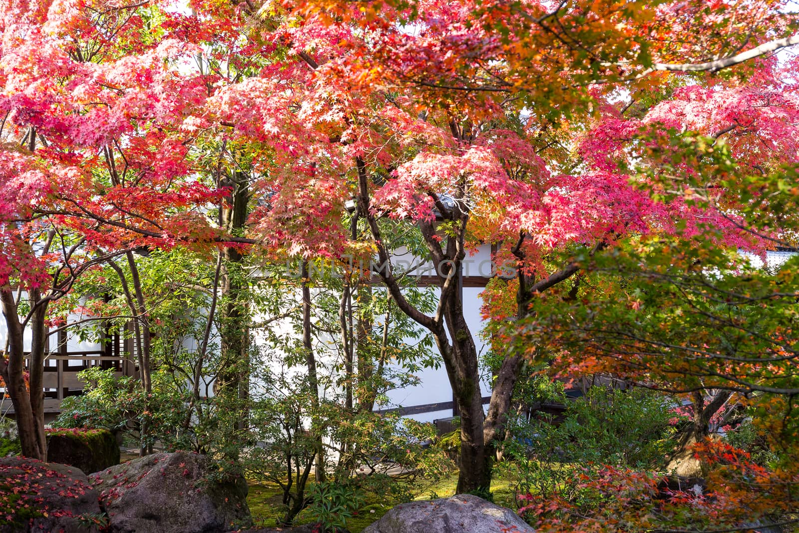 Kokoen Garden in Autumn by leungchopan