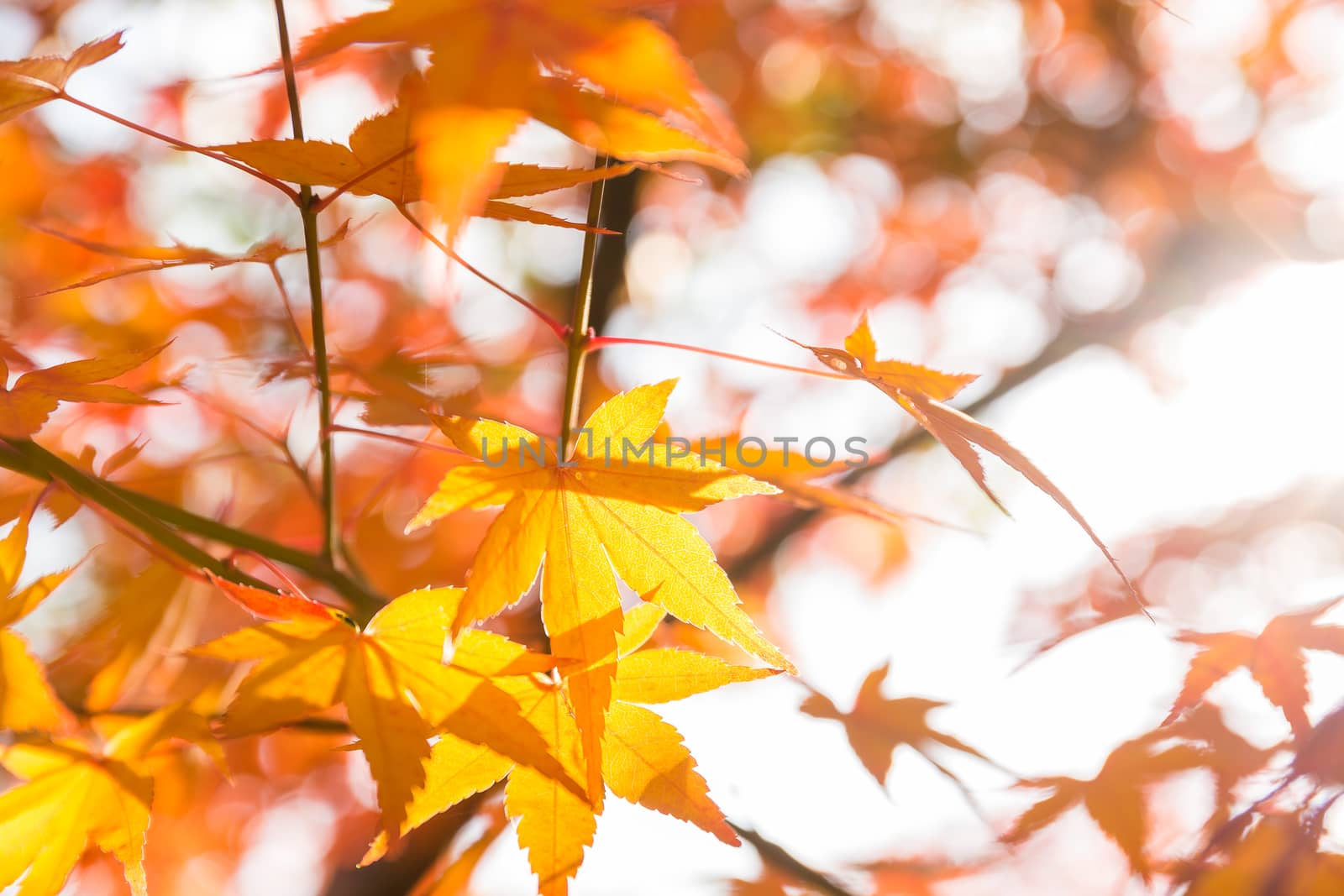 Maple leave by leungchopan