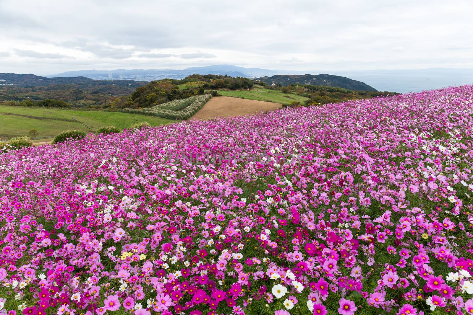 Cosmos flowers in the garden by leungchopan