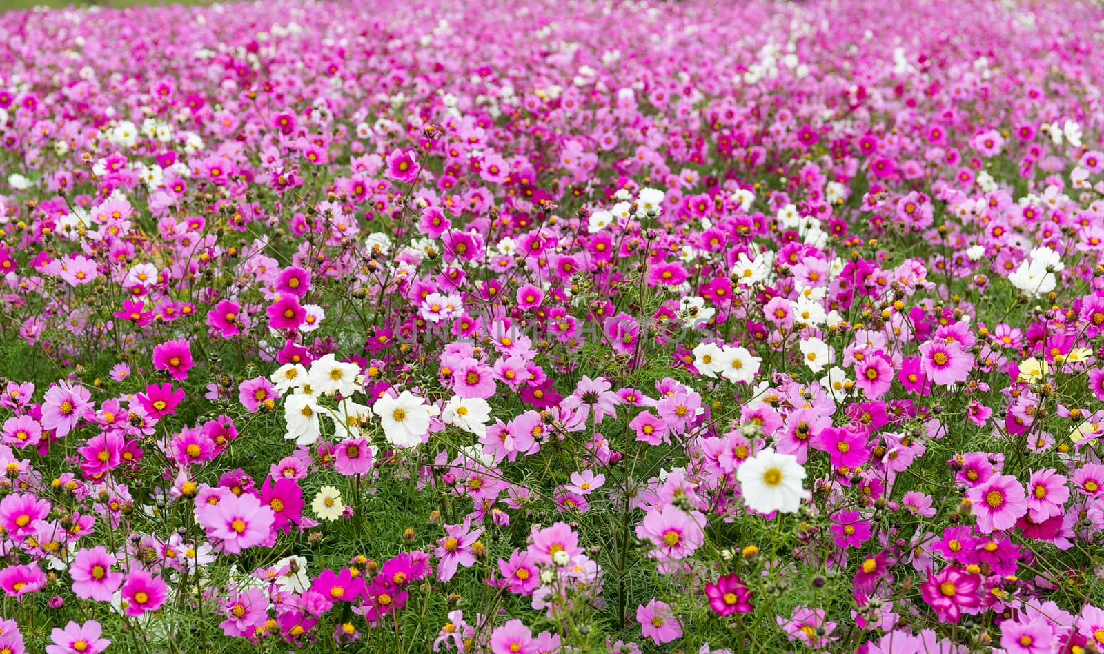 Cosmos flowers by leungchopan