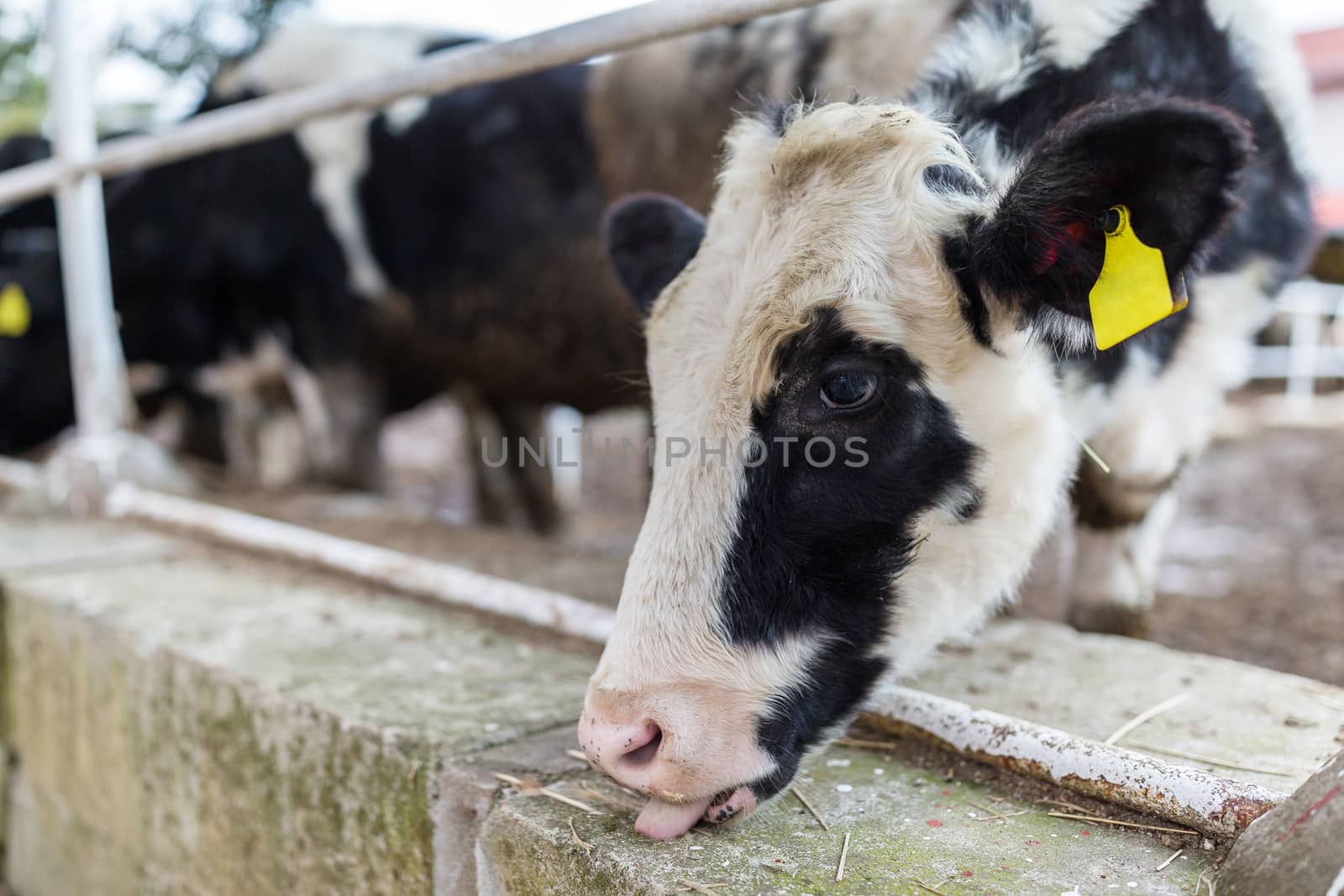 Cow in farm by leungchopan
