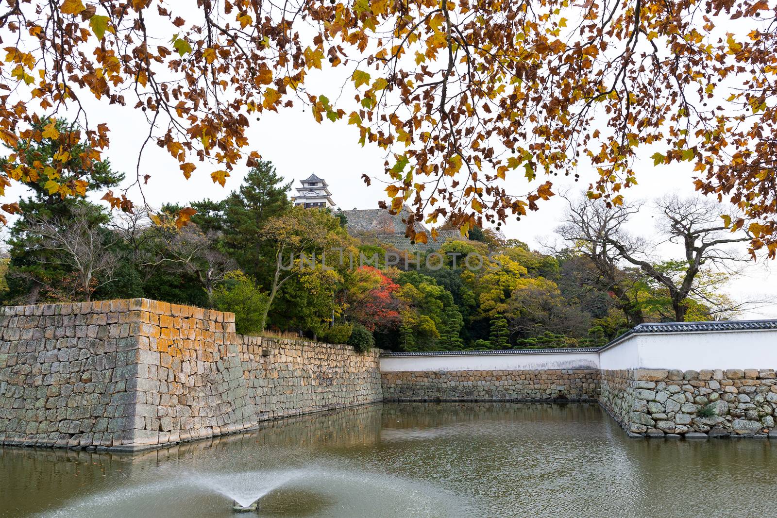 Marugame Castle in Autumn by leungchopan