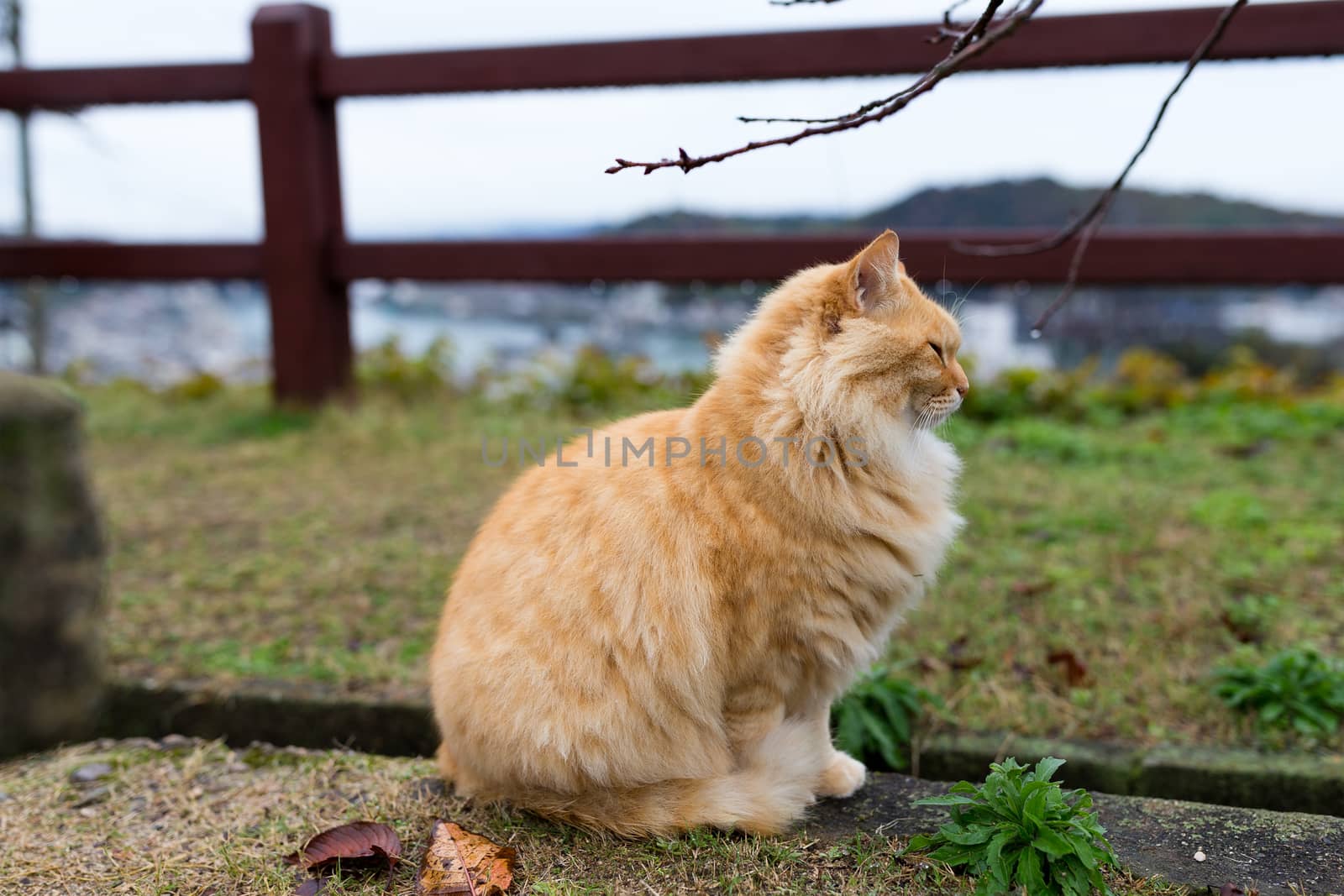 Street cat in park