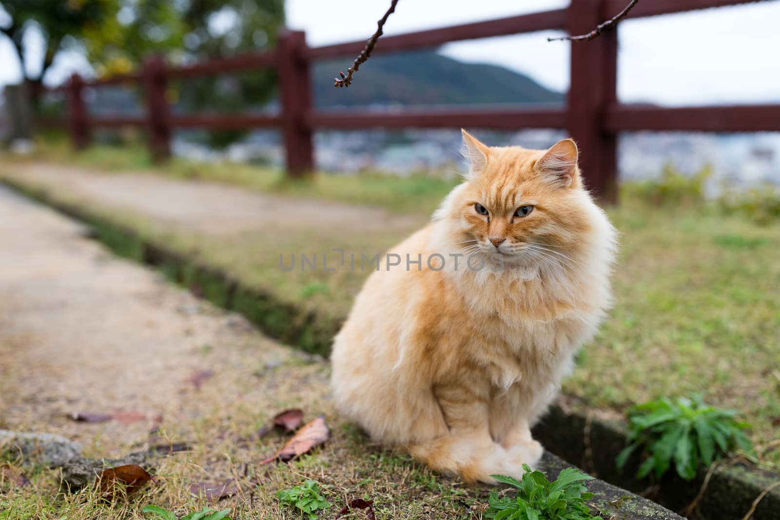 Lovely cat sitting at park