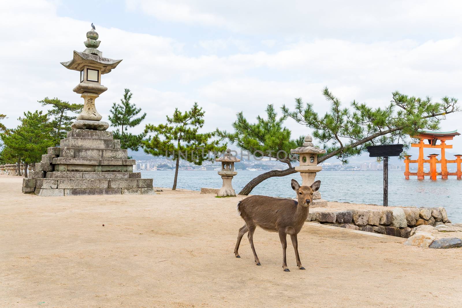 Miyajima gate and deer by leungchopan