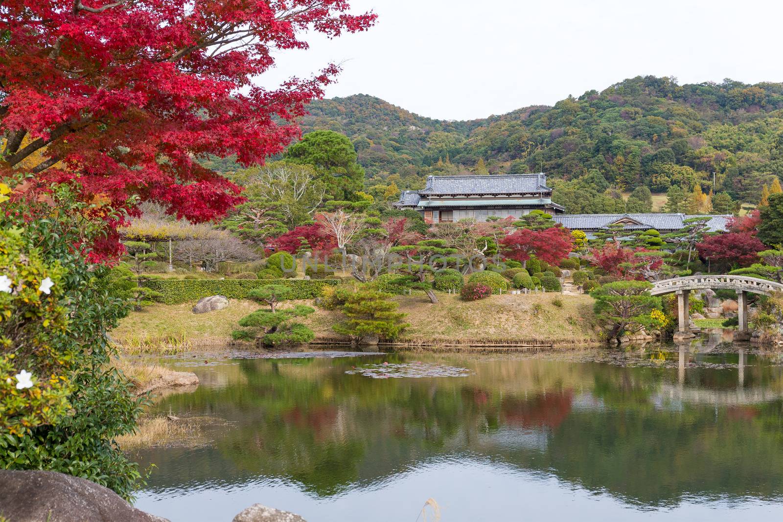 Japanese beautiful garden in autumn season by leungchopan