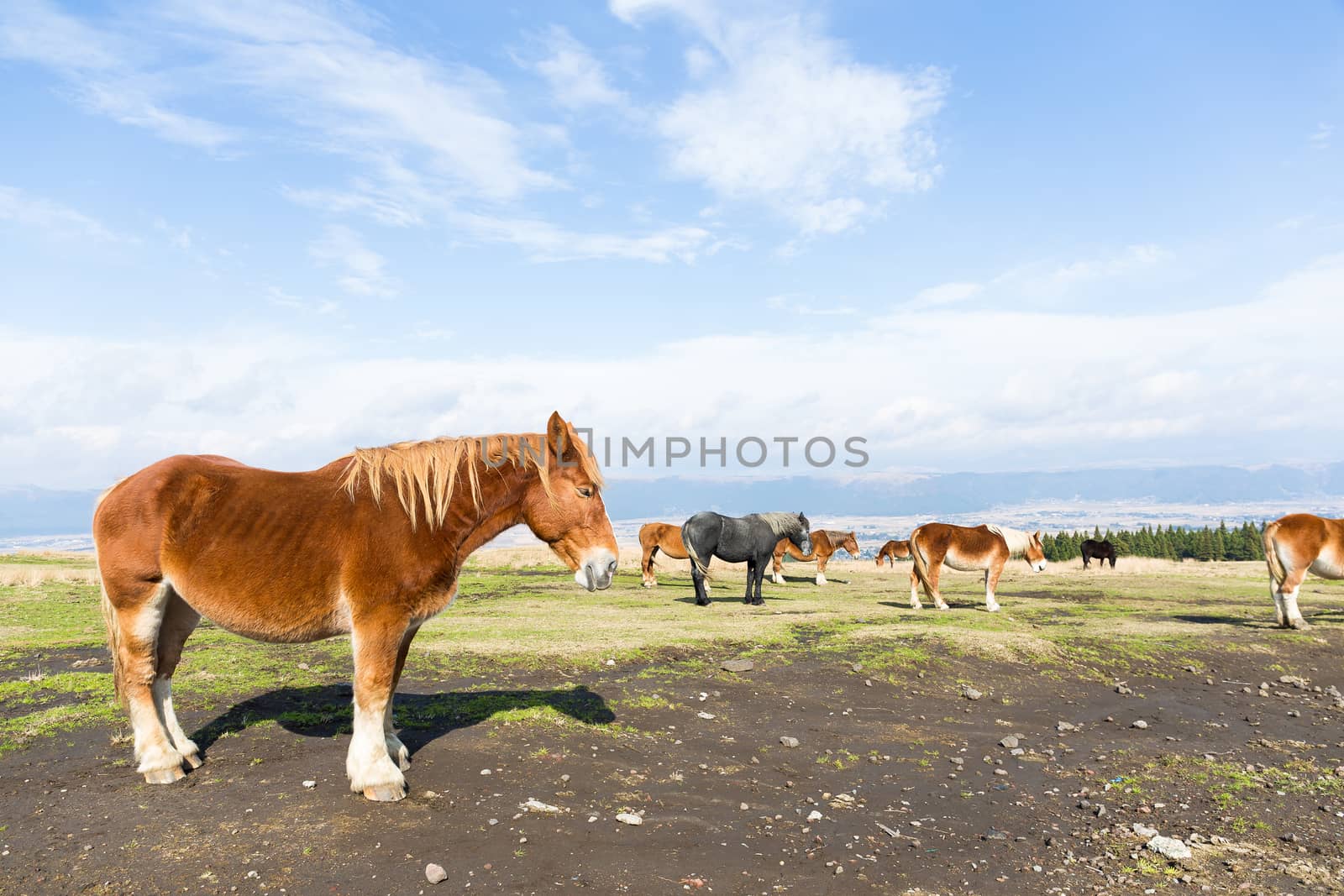 Horses in the field by leungchopan