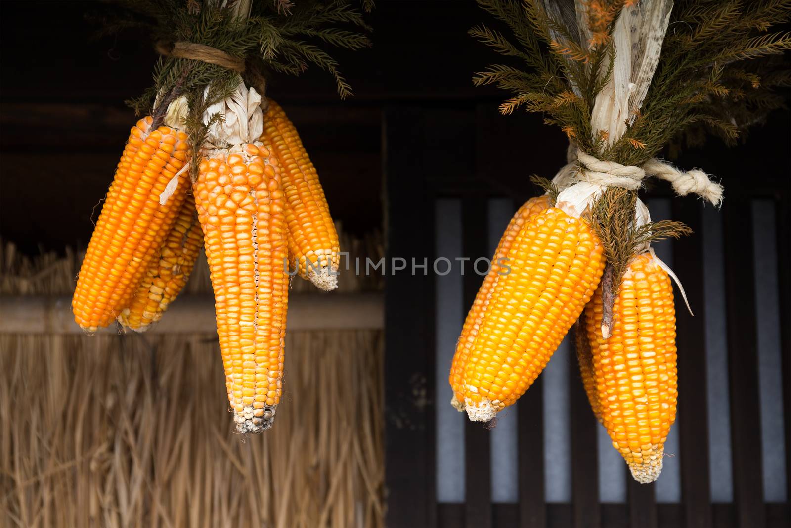 Dried corn cobs hanging on house by leungchopan