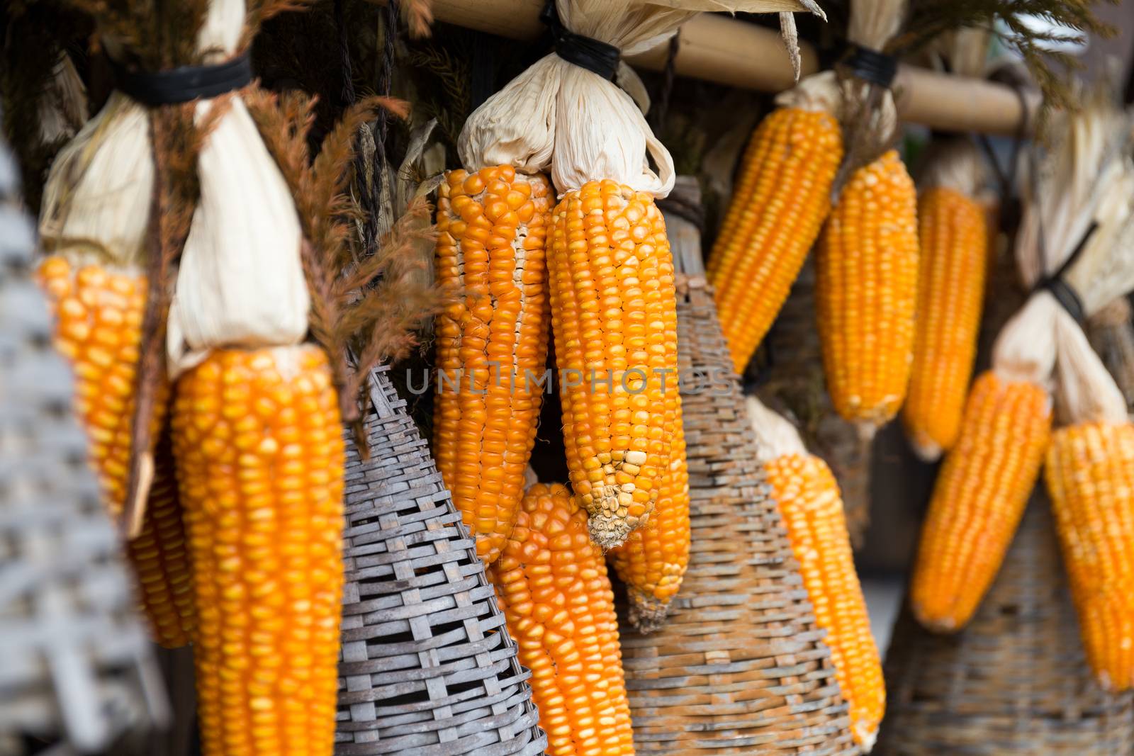 Sweetcorn hung up for drying