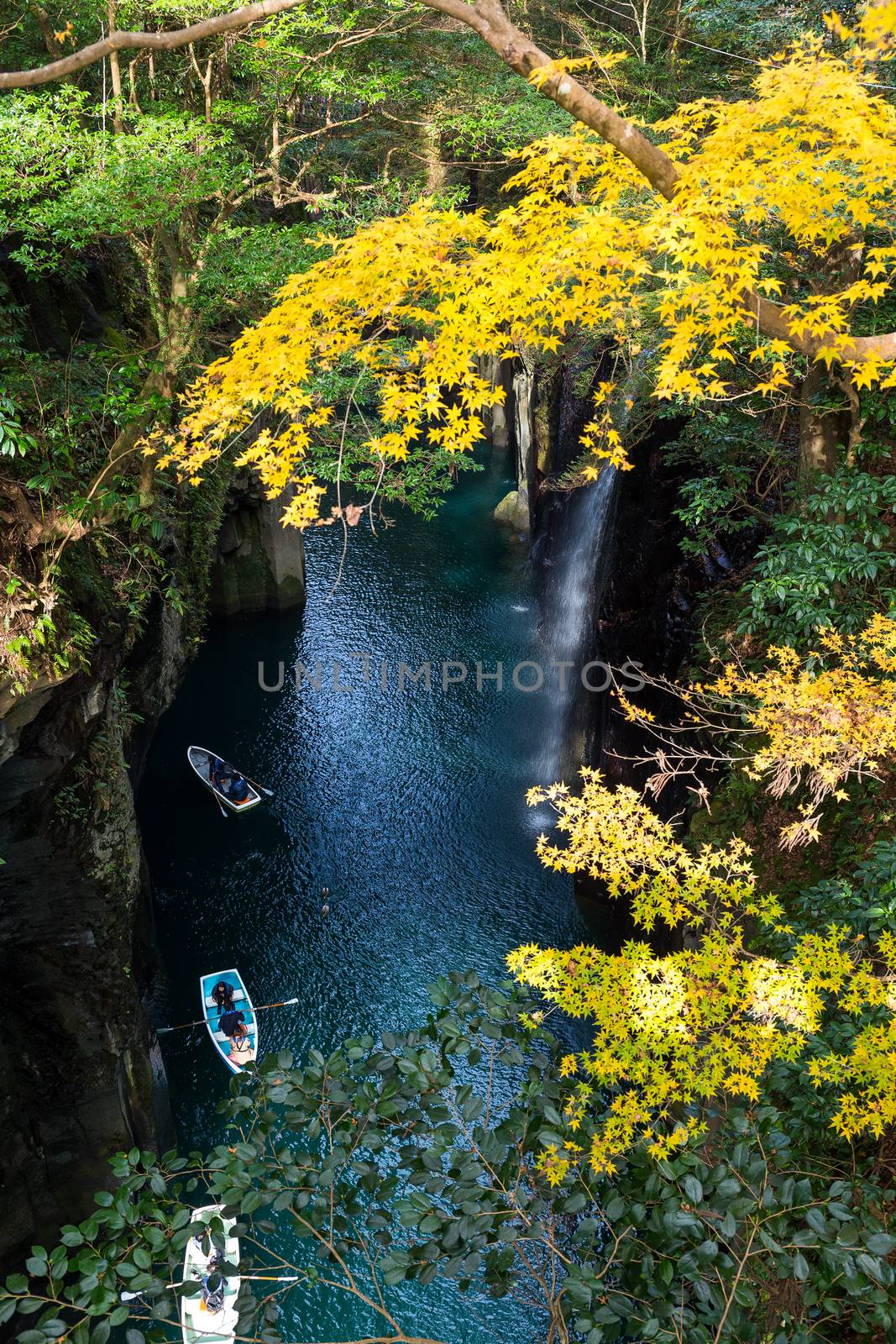 Yellow leaves in Takachiho Gorge