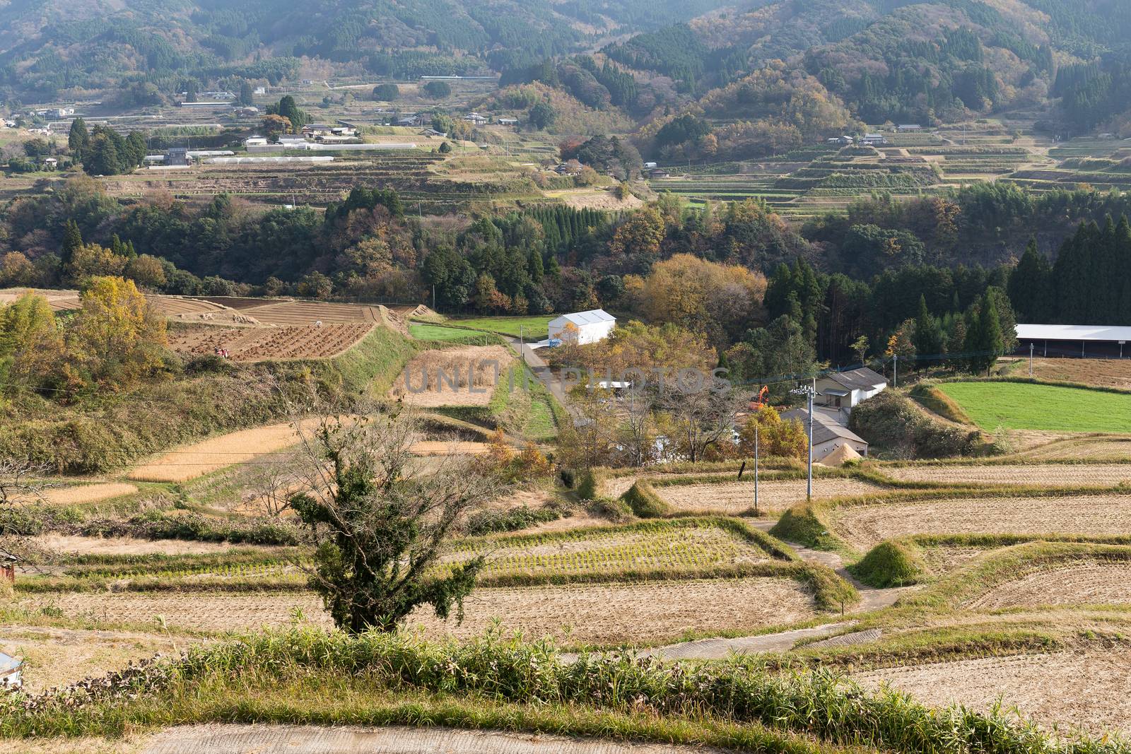 Golden wheat field by leungchopan