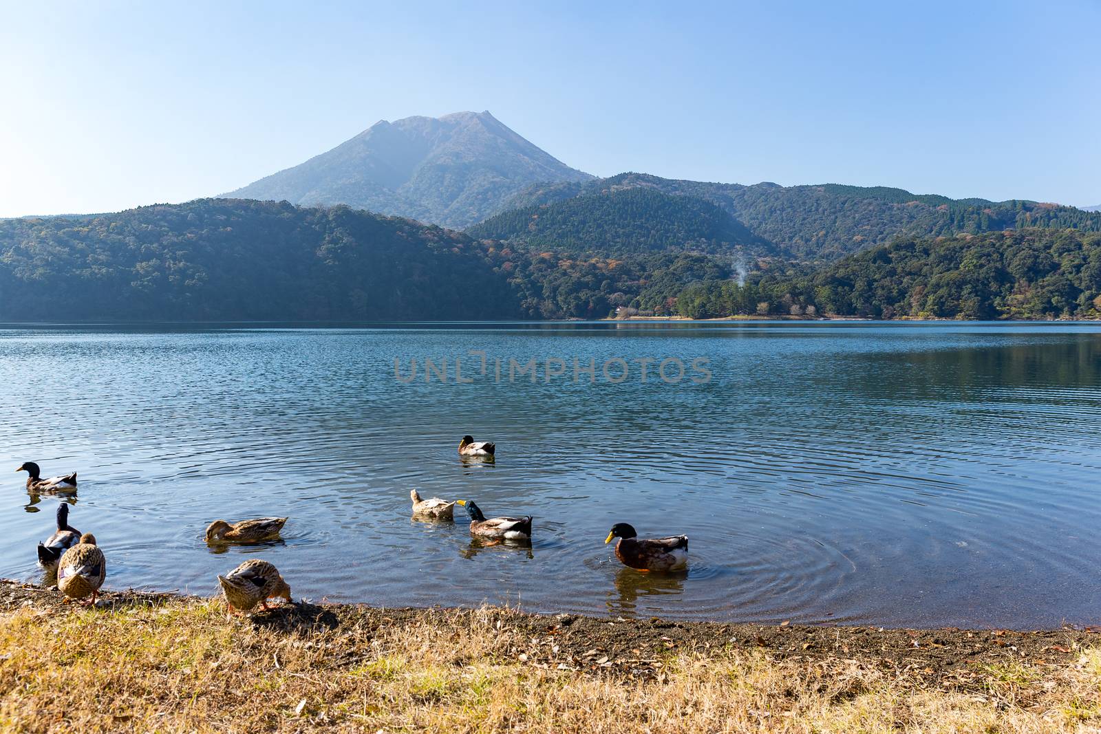 Mount Kirishima with lake and duck by leungchopan