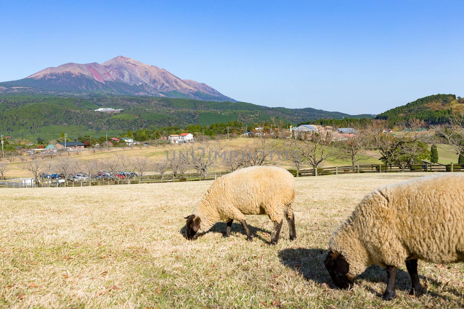 Sheep pasture with mount Kirishima