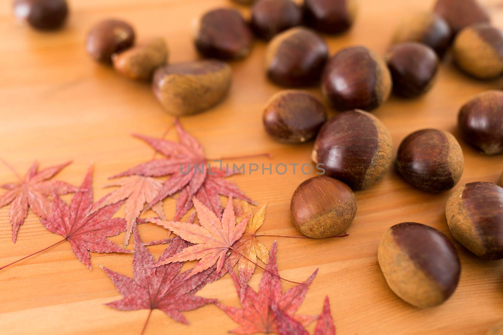 Chestnut and maple by leungchopan