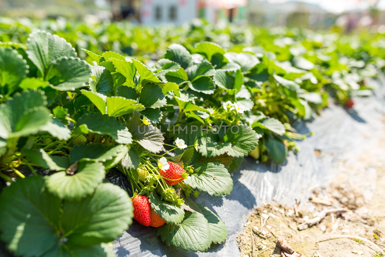 Fresh Strawberry meadow