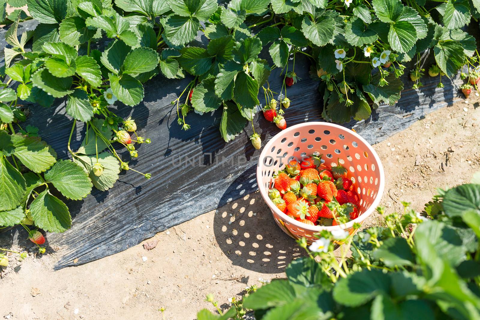 Picking of Fresh Strawberry in strawberry