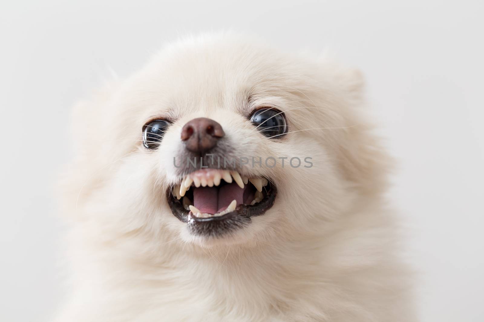 Pomeranian angry