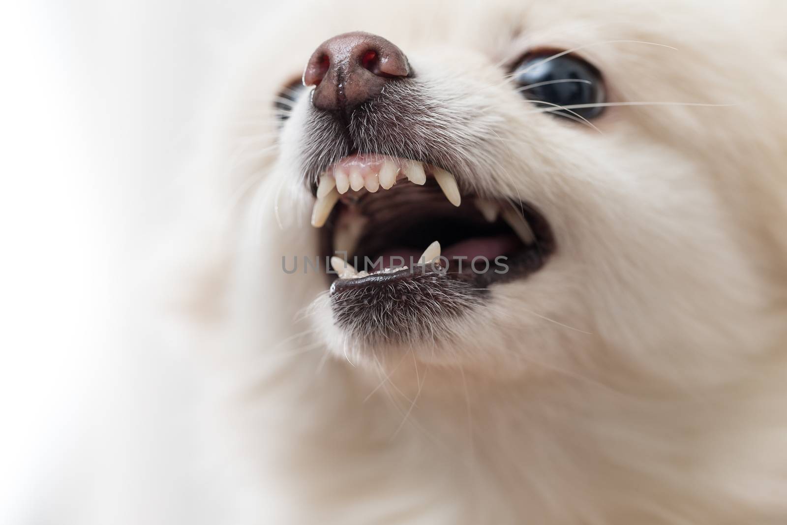 White Pomeranian showing teeth by leungchopan