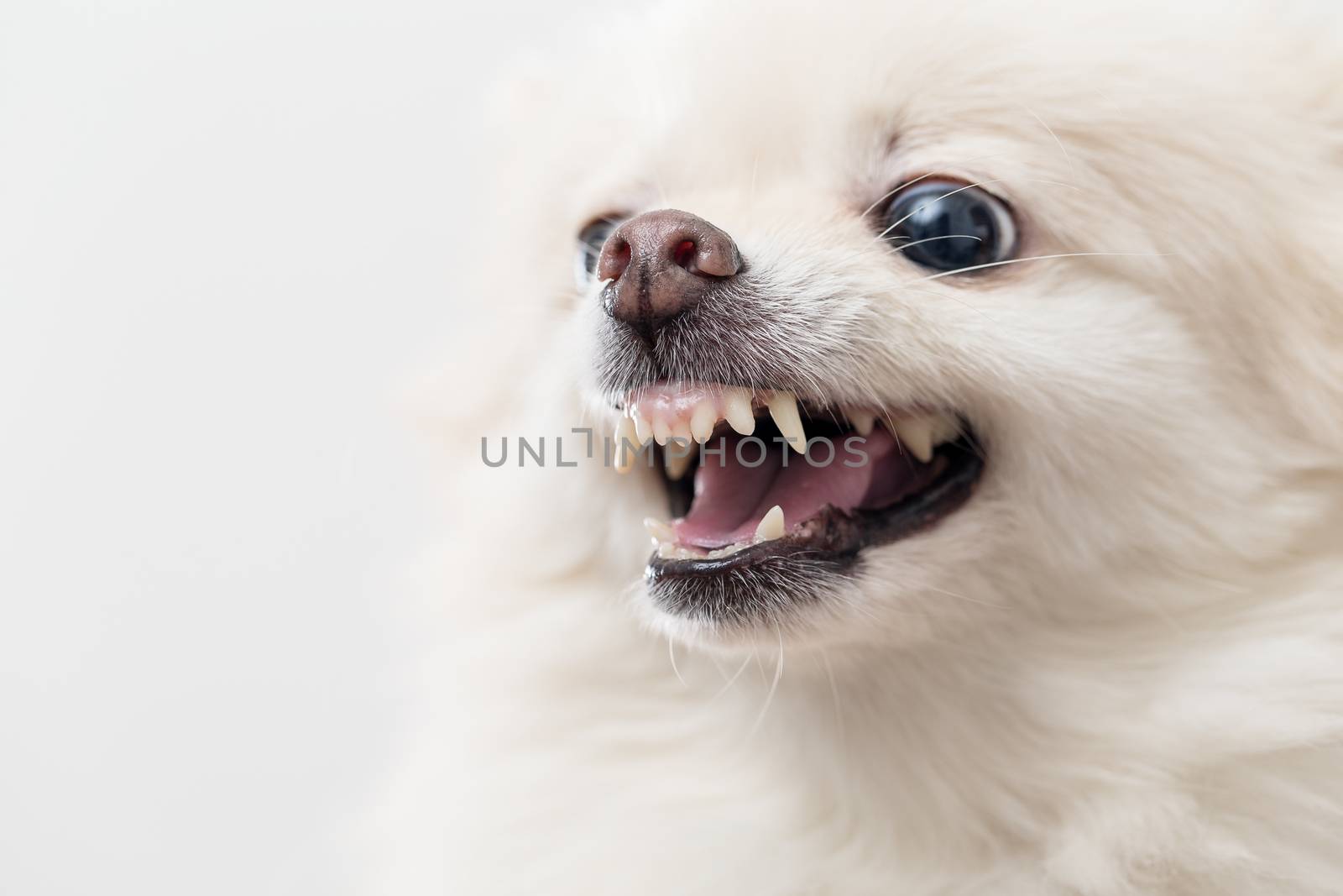 White pomeranian dog getting angry by leungchopan