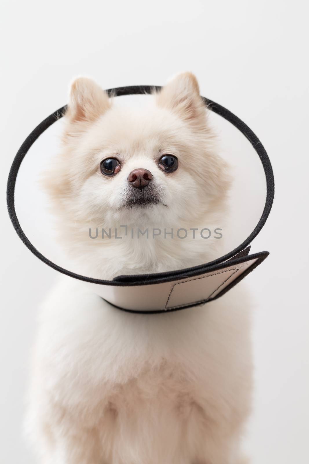 White Pomeranian with protective collar by leungchopan