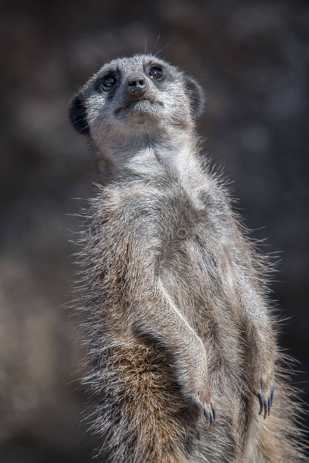 Inquisitive meerkat by alan_tunnicliffe