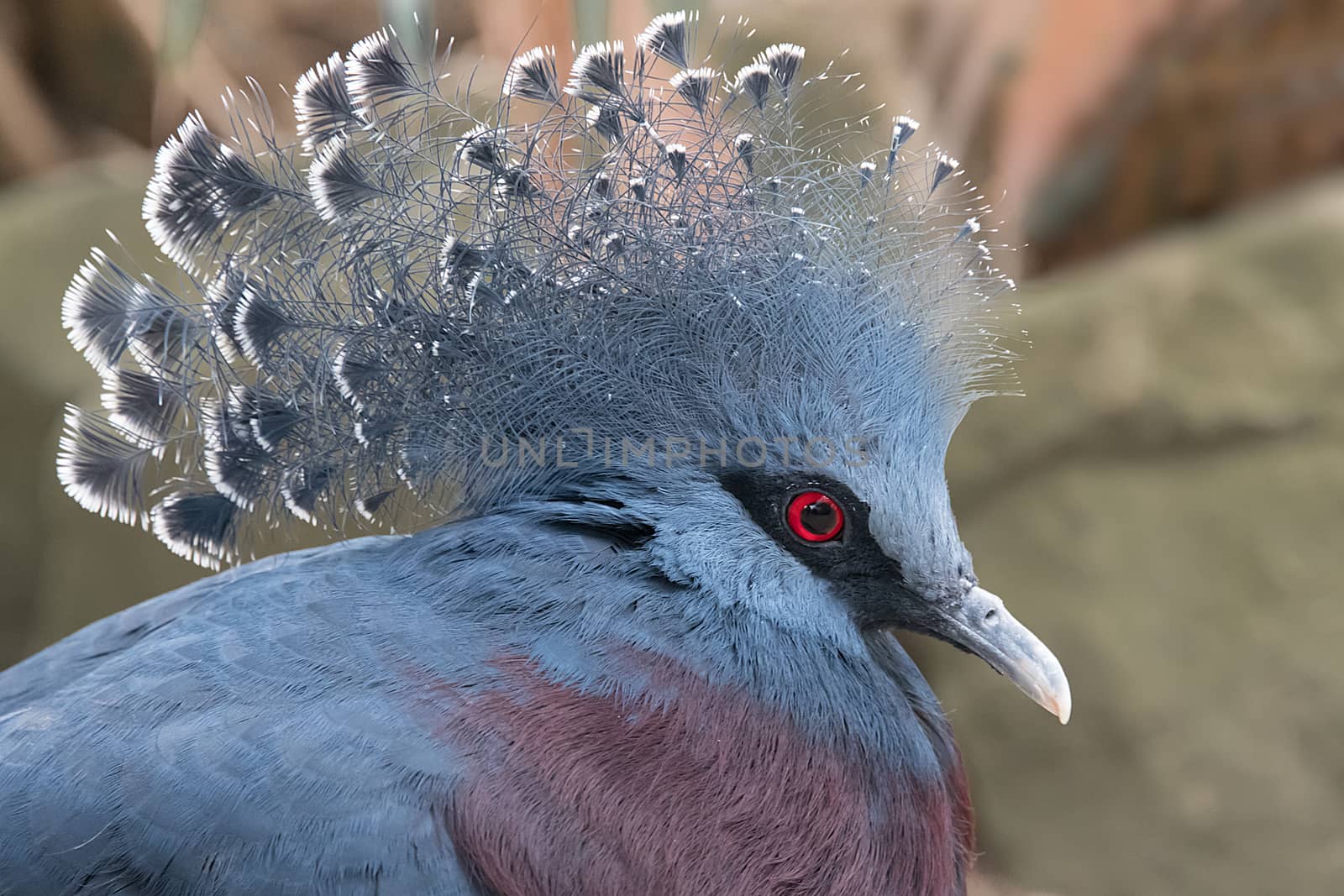 Close up head profile portrait of a victoria crowned pigeon showing full crown and red eye