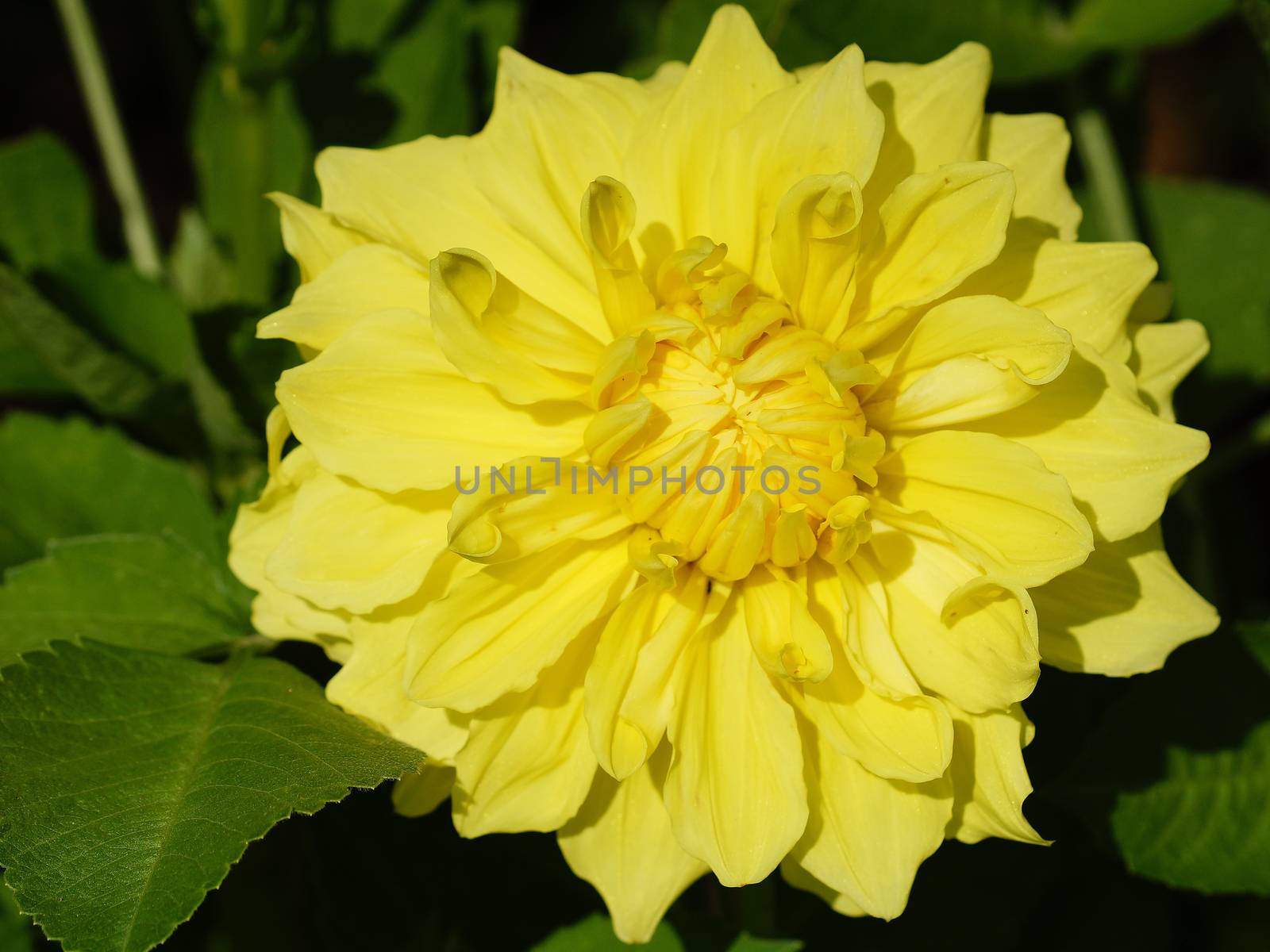 Dahlia (Dahlia), flowers of summer