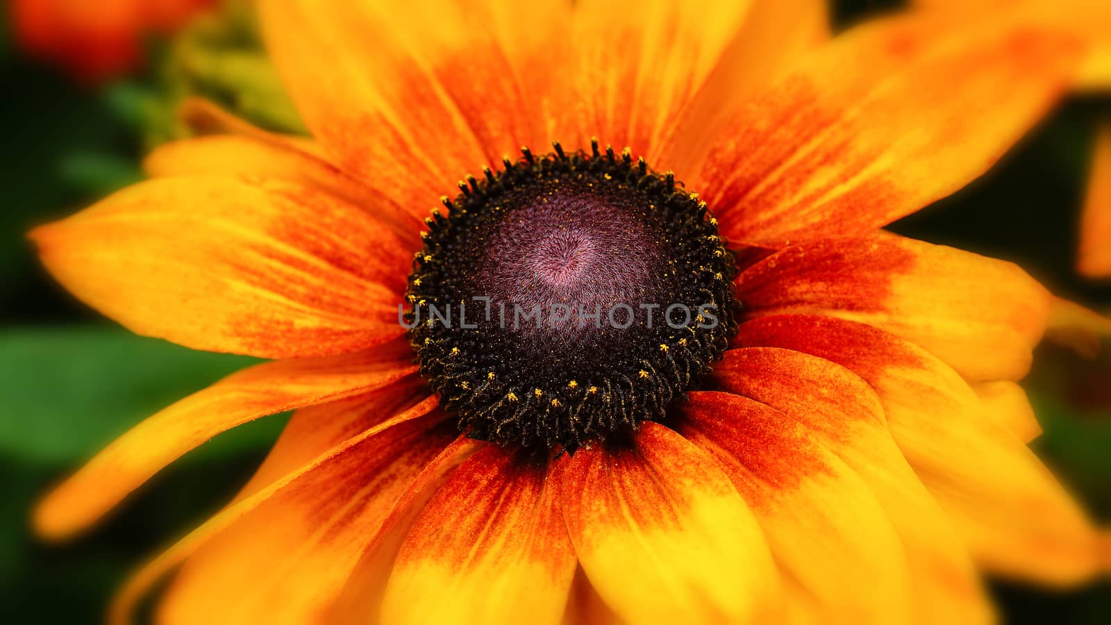 Rudbeckia Summerina (Rudbeckia Hybride), flowers of summer