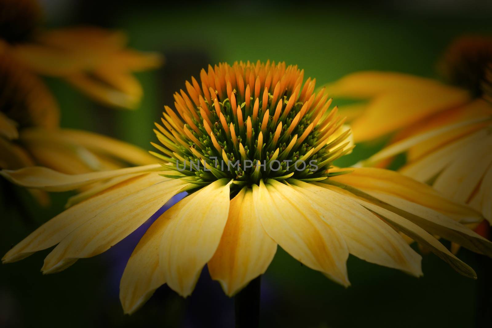 Coneflower (Echinacea purpurea), flowers of summer