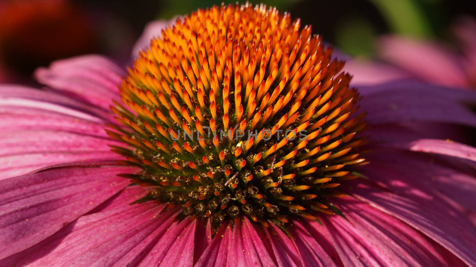 Coneflower (Echinacea purpurea), flowers of summer