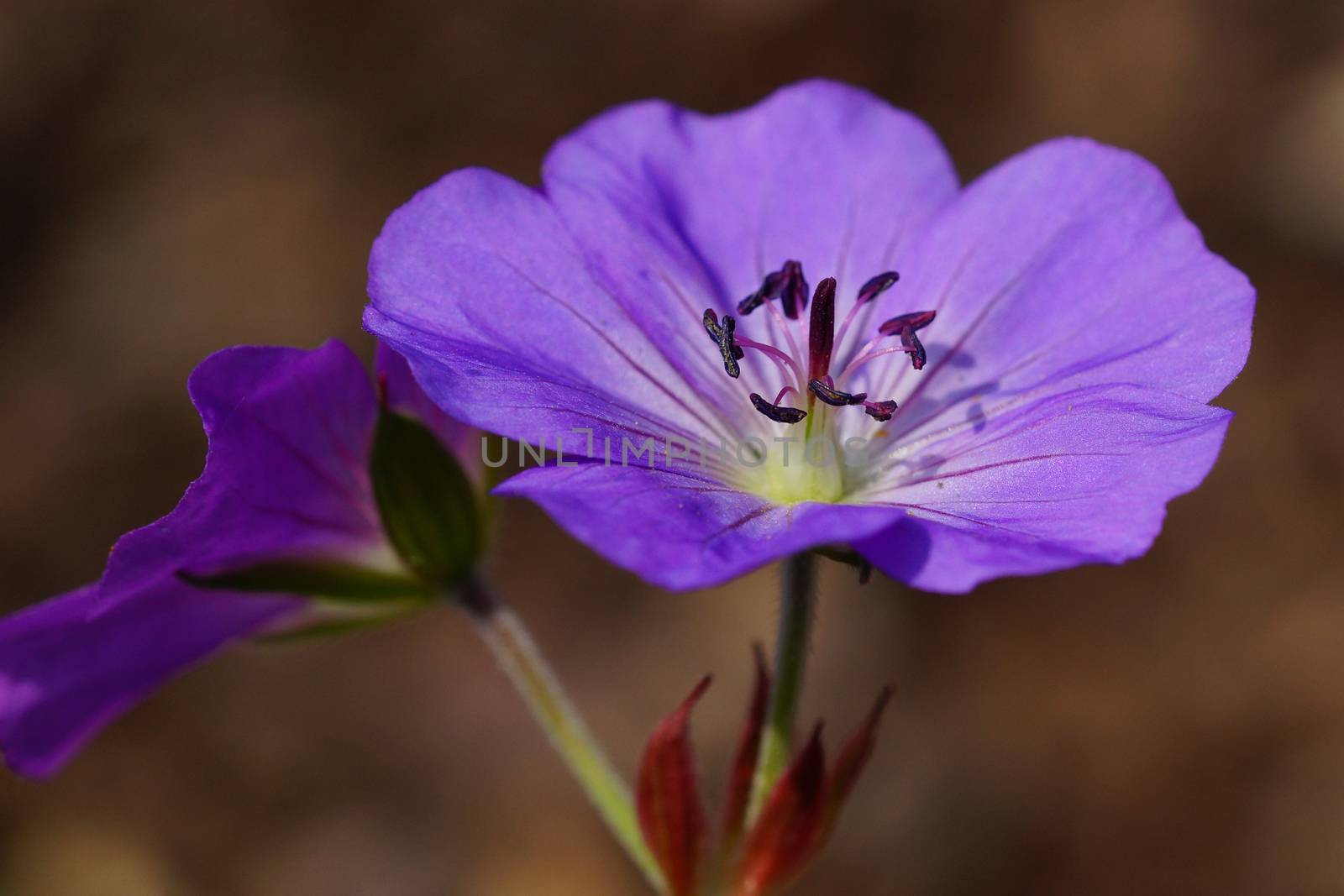 Ashy Cranesbill (Geranium cinereum), flowers of summer