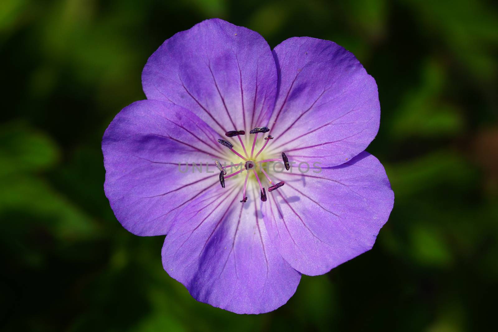 Ashy Cranesbill (Geranium cinereum), flowers of summer