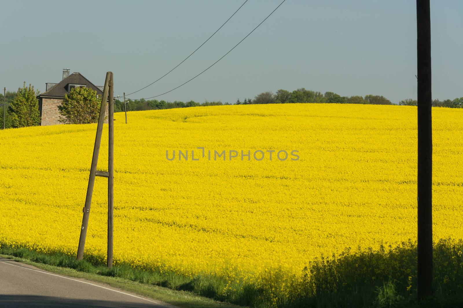 Spring landscape with view from the car on a rape field.