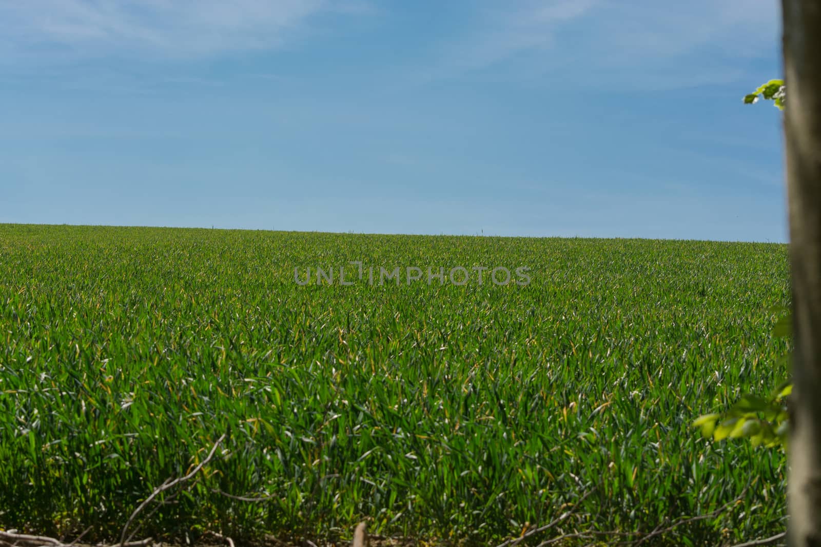 Green meadow against blue sky and sun.