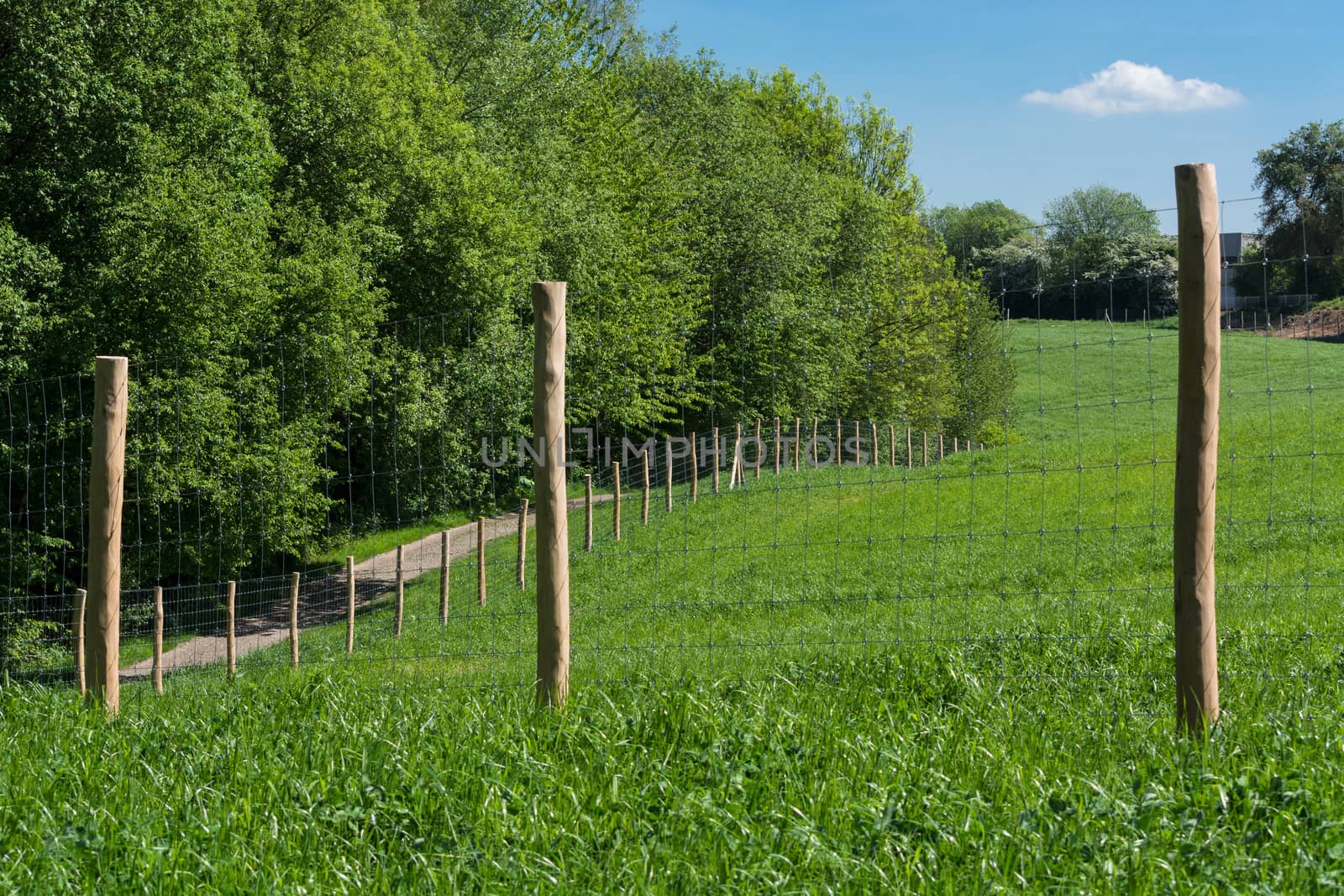 Fence of a pasture for horses or cows