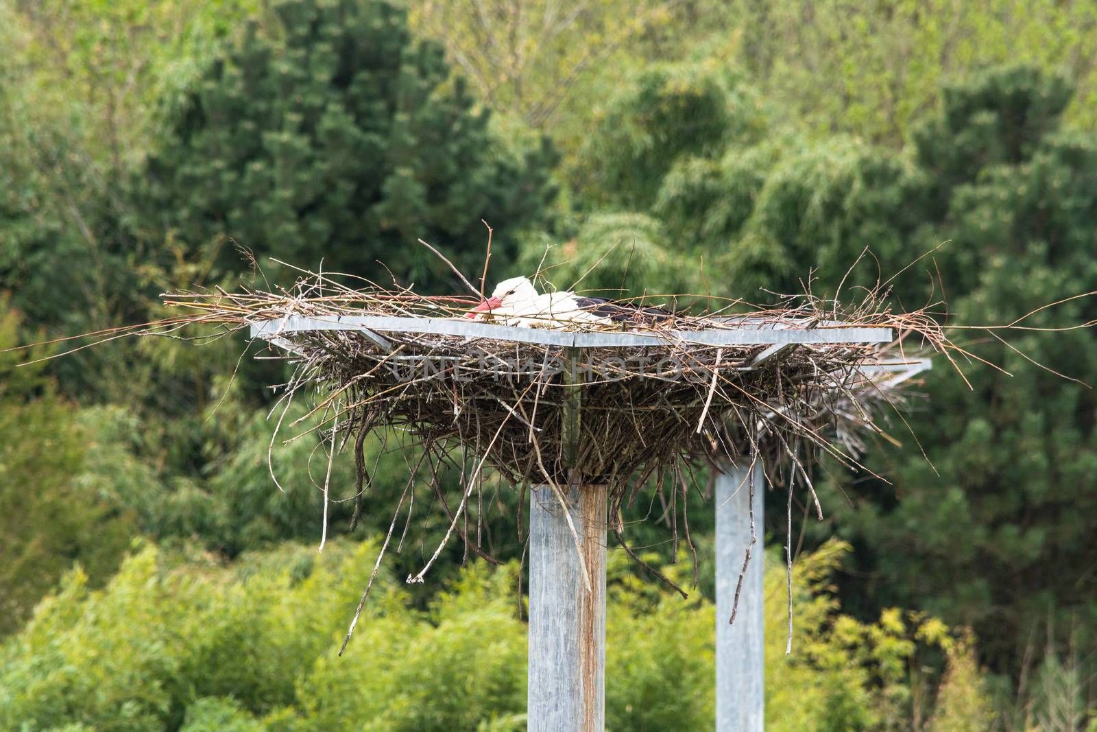 Adult stork sits on his nest. by JFsPic