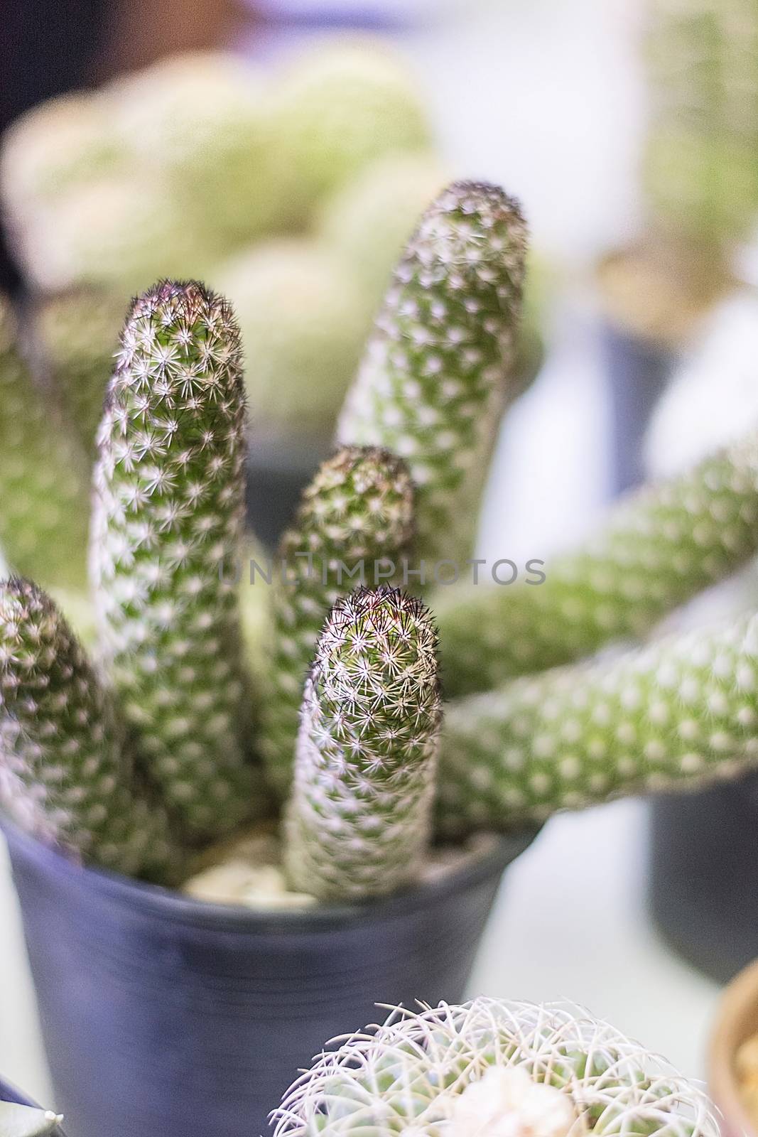 Close up of beautiful cactus with thorns