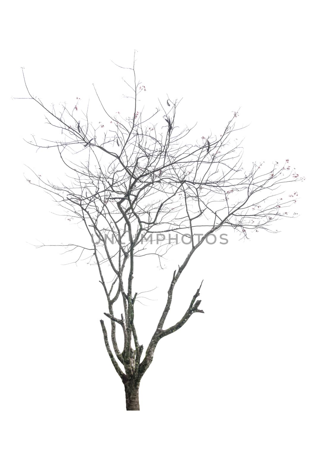 Trees isolated on white background by rakoptonLPN