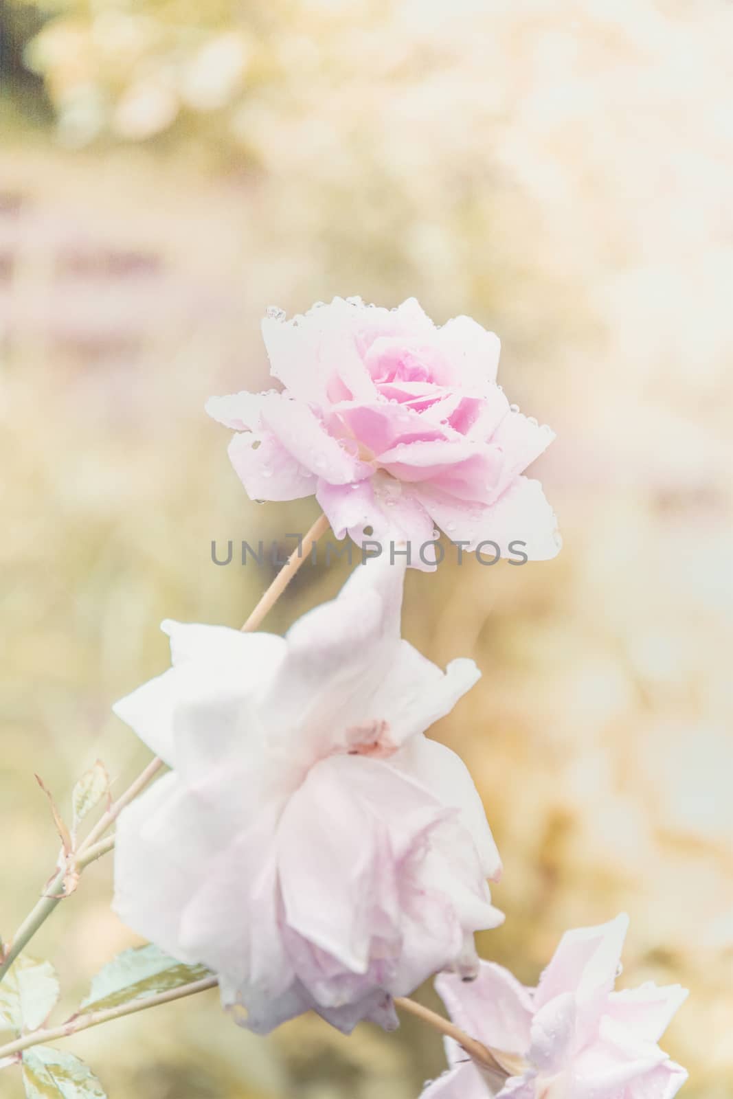 Water droplets on pink rose, soft and blur style for background  by rakoptonLPN