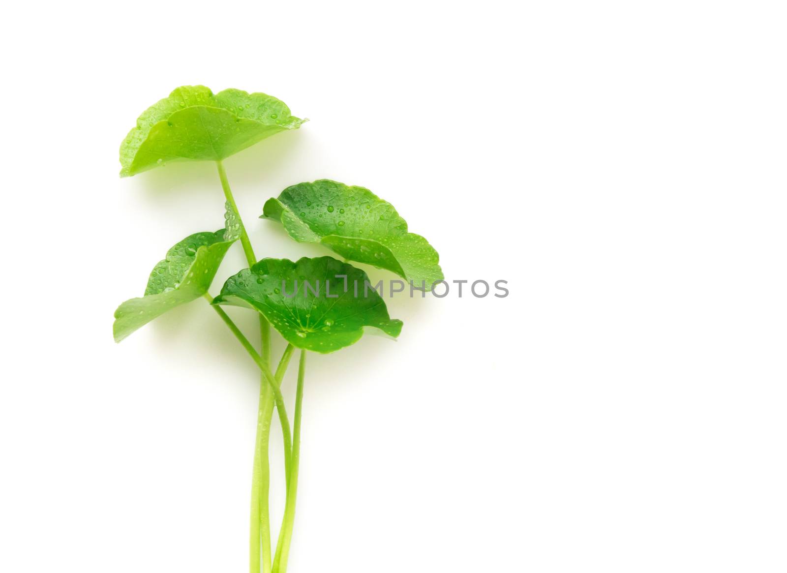 Gotu kola's leafs on white background