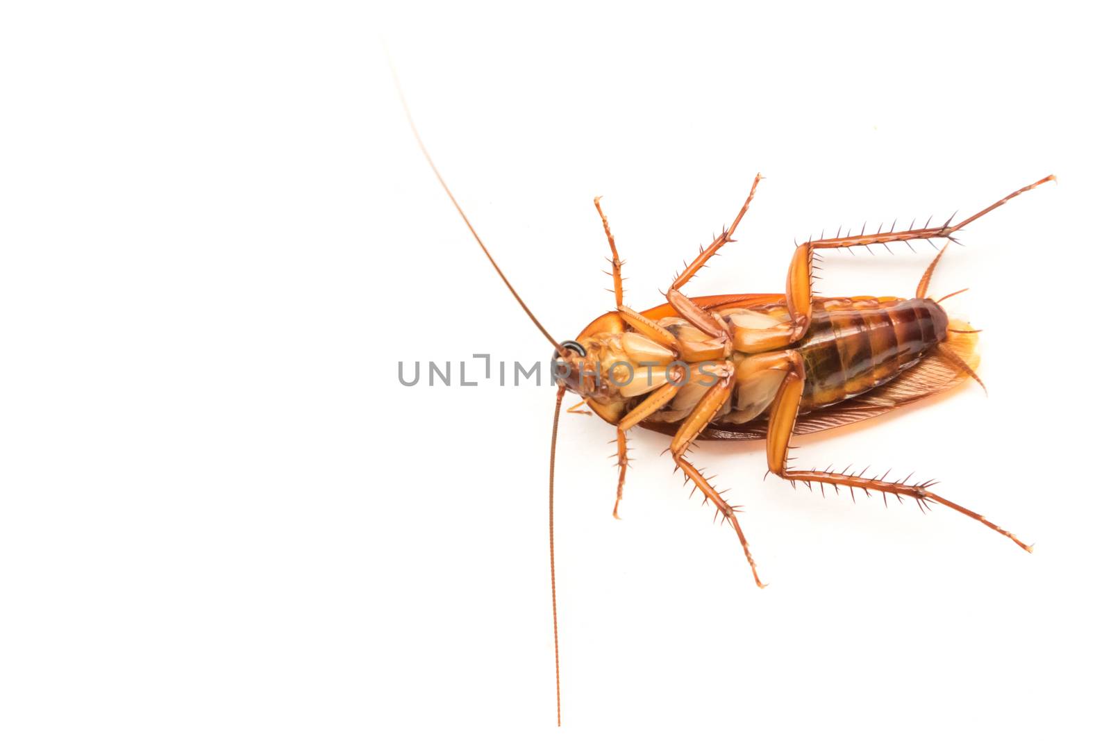 Closeup cockroach on white background for Insecticide product co by pt.pongsak@gmail.com